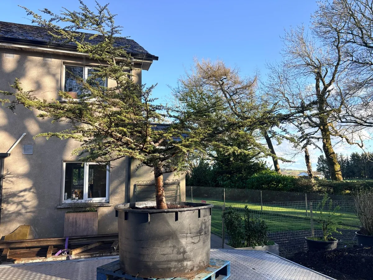 Blue cedar tree.. large 600lt 12ft tall - Image 4