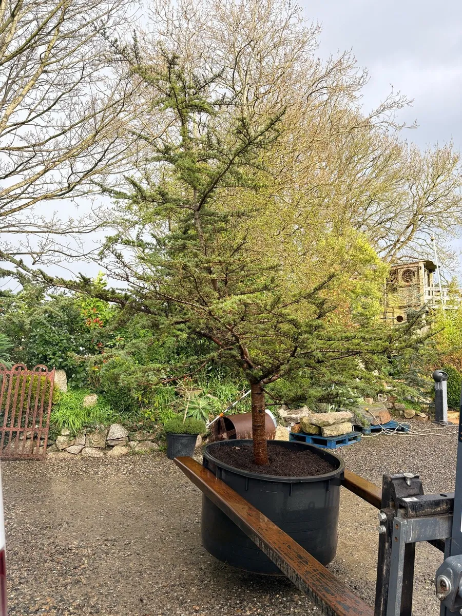 Blue cedar tree.. large 600lt 12ft tall - Image 4