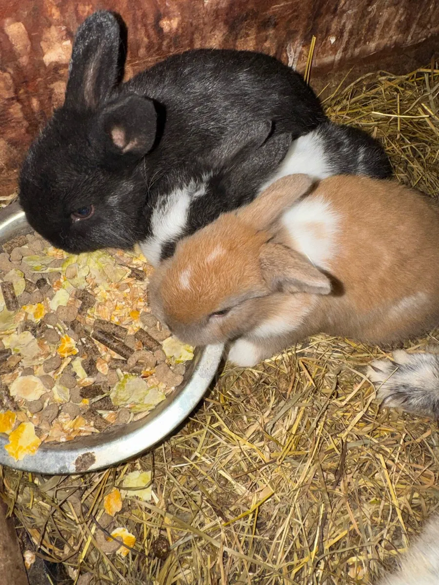 Rabbits - Image 1