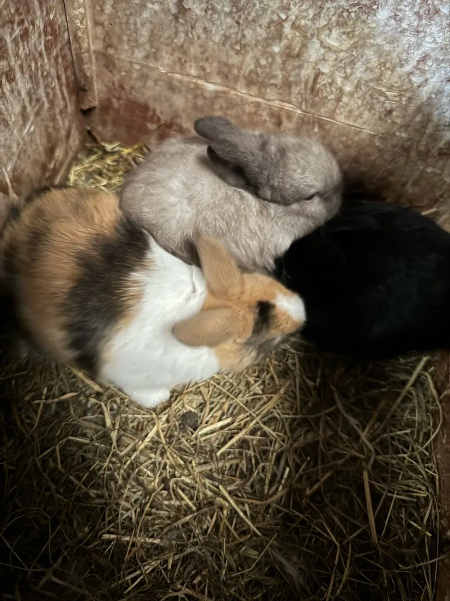 Rabbits - Image 2
