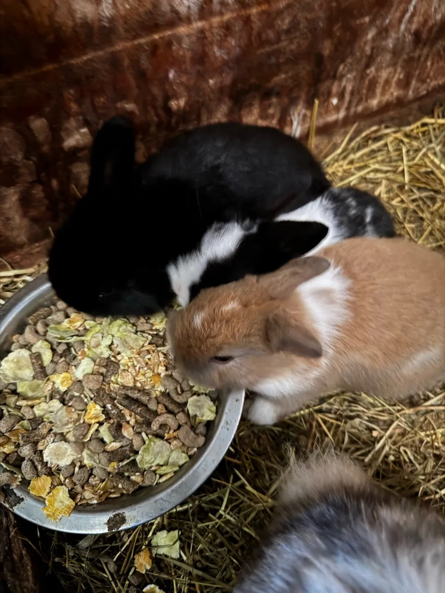 Rabbits - Image 4