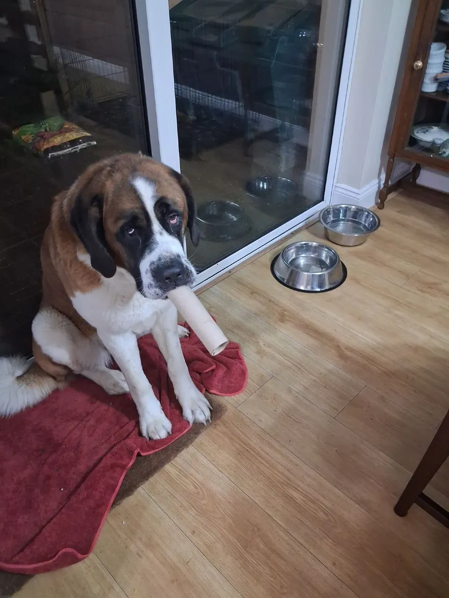 Pet Boarding in My Home – Mallow Area - Image 2