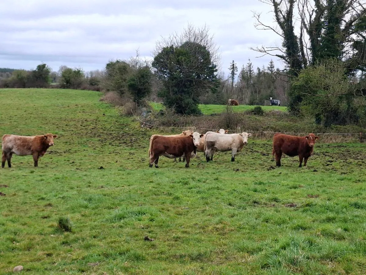 Springer heifer for sale - Image 1