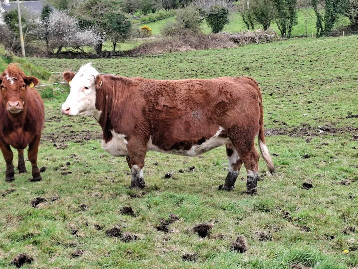 Springer heifer for sale - Image 2
