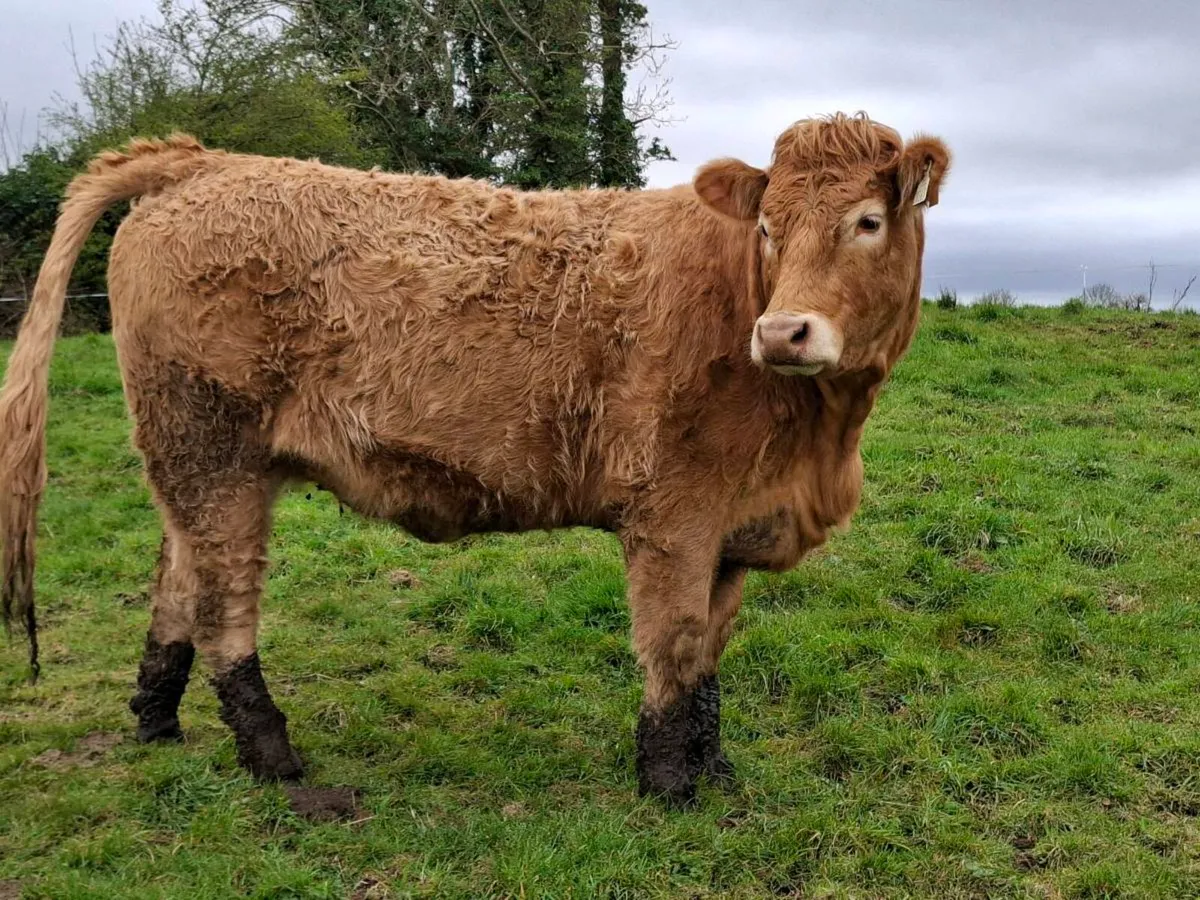 Springer heifer for sale - Image 3