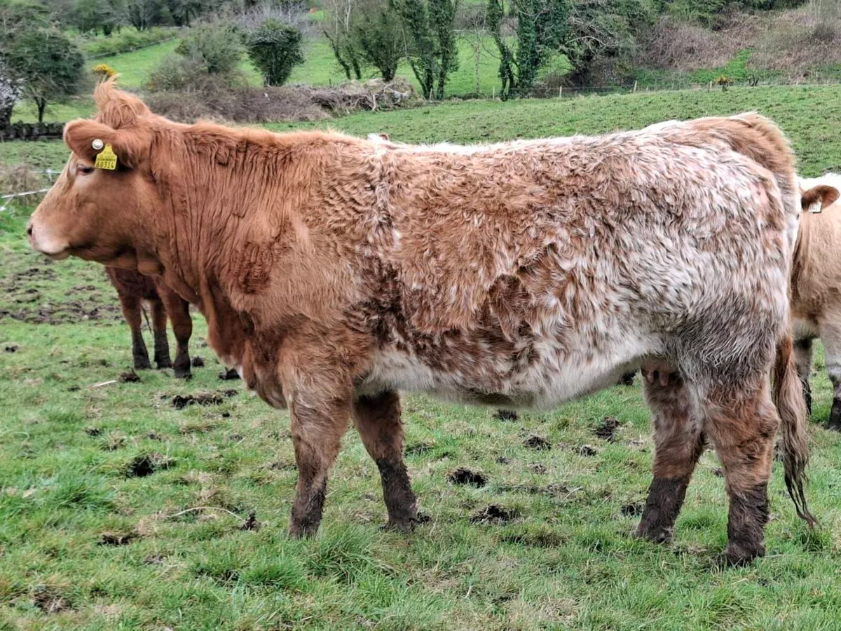 Springer heifer for sale - Image 4