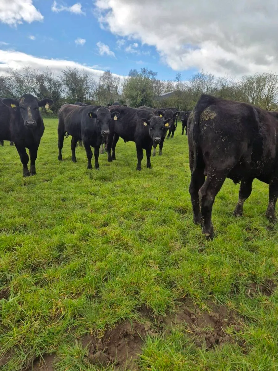 20 Angus bullocks - Image 4