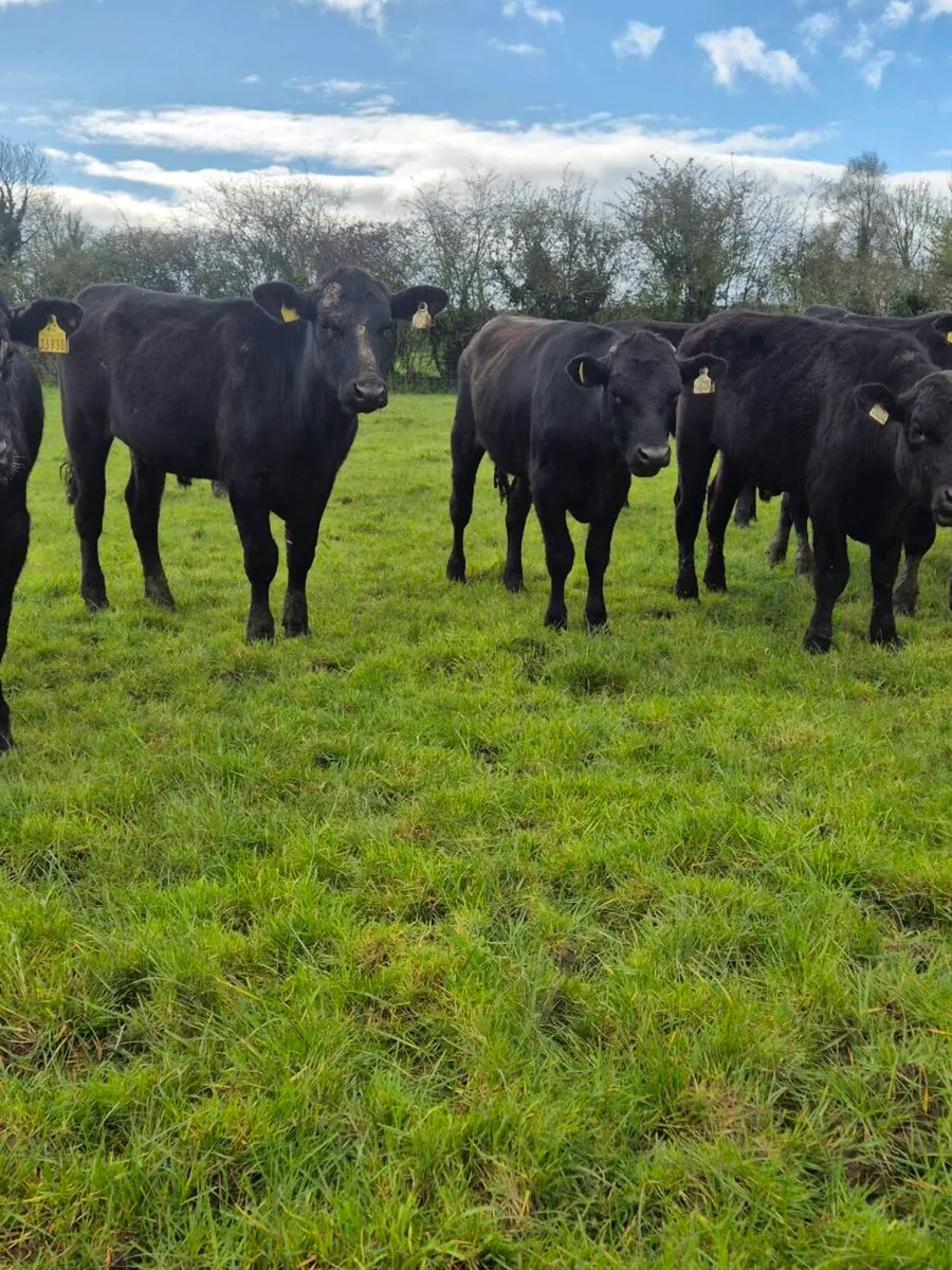 20 Angus bullocks - Image 1