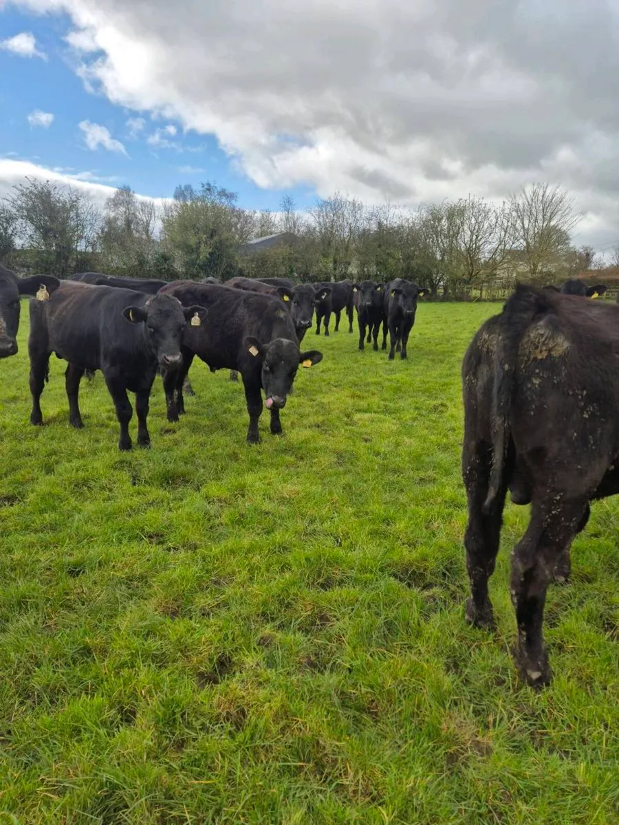 20 Angus bullocks - Image 2