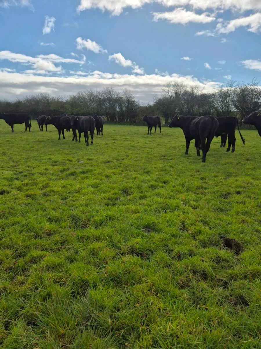 20 Angus bullocks - Image 3