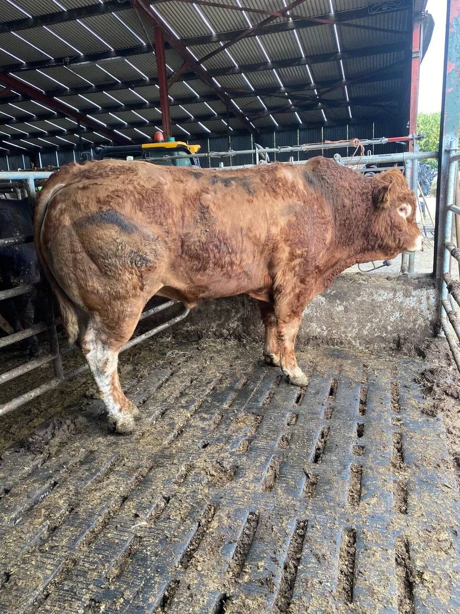 Limousin Bull - Image 1