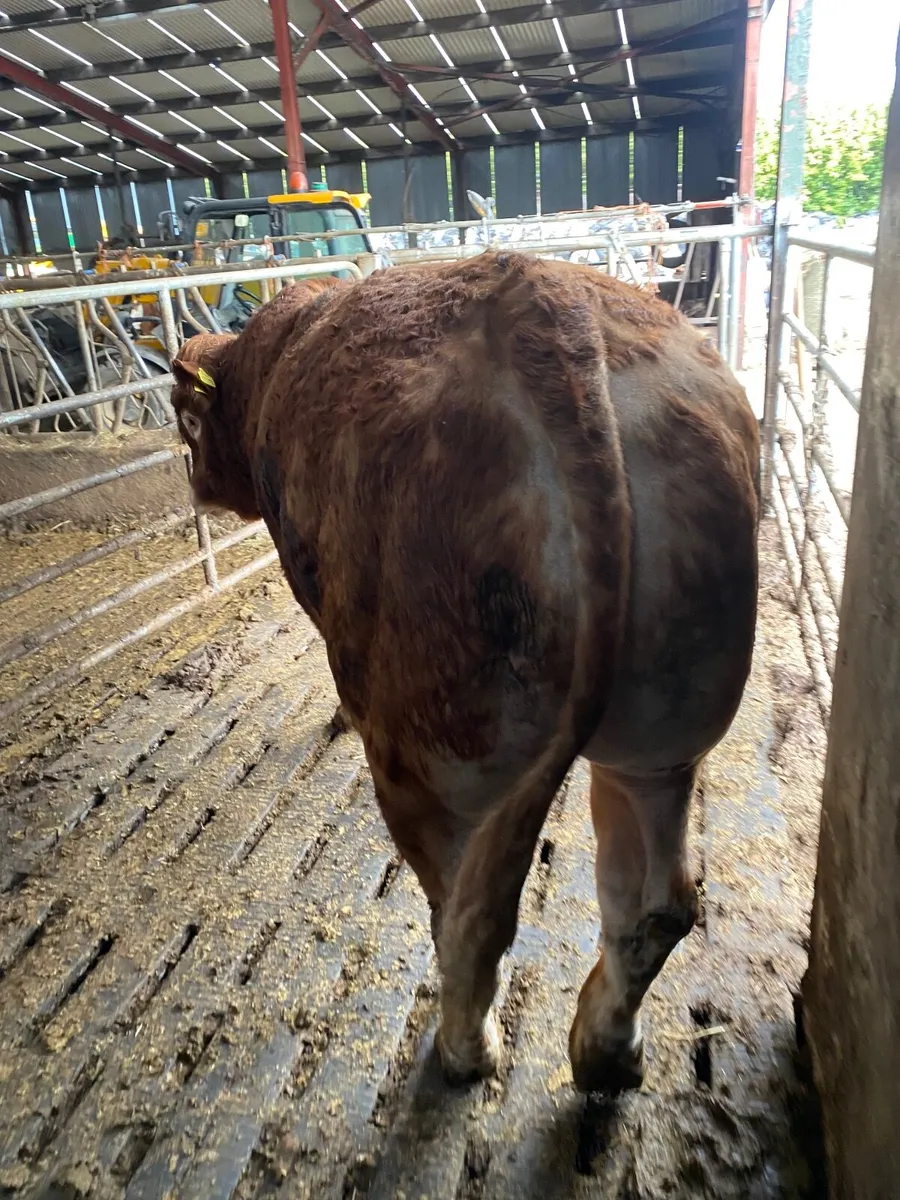 Limousin Bull - Image 2