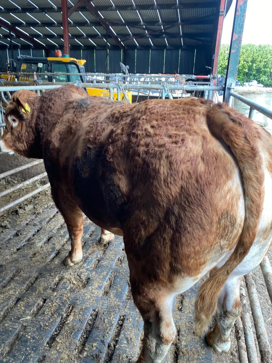 Limousin Bull - Image 3