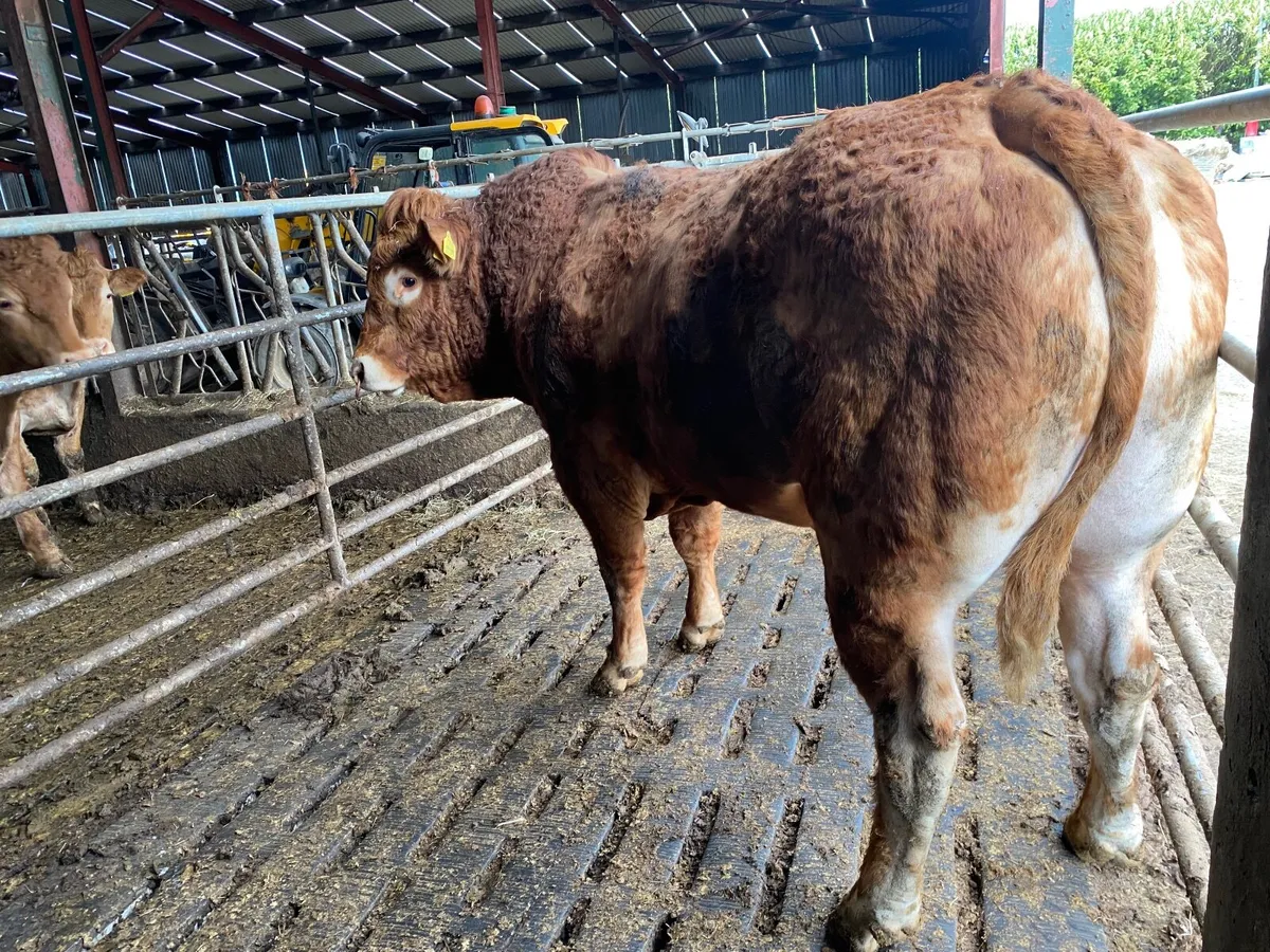 Limousin Bull - Image 4
