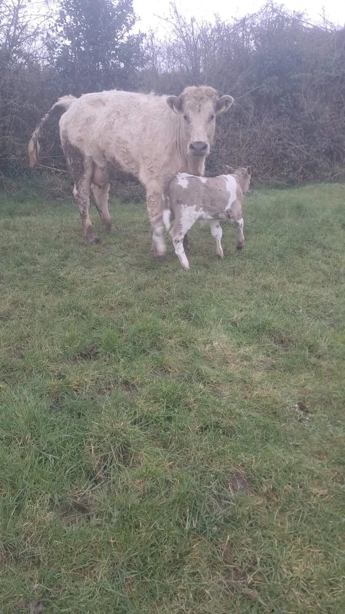 Charolais heifer and bull calf - Image 3