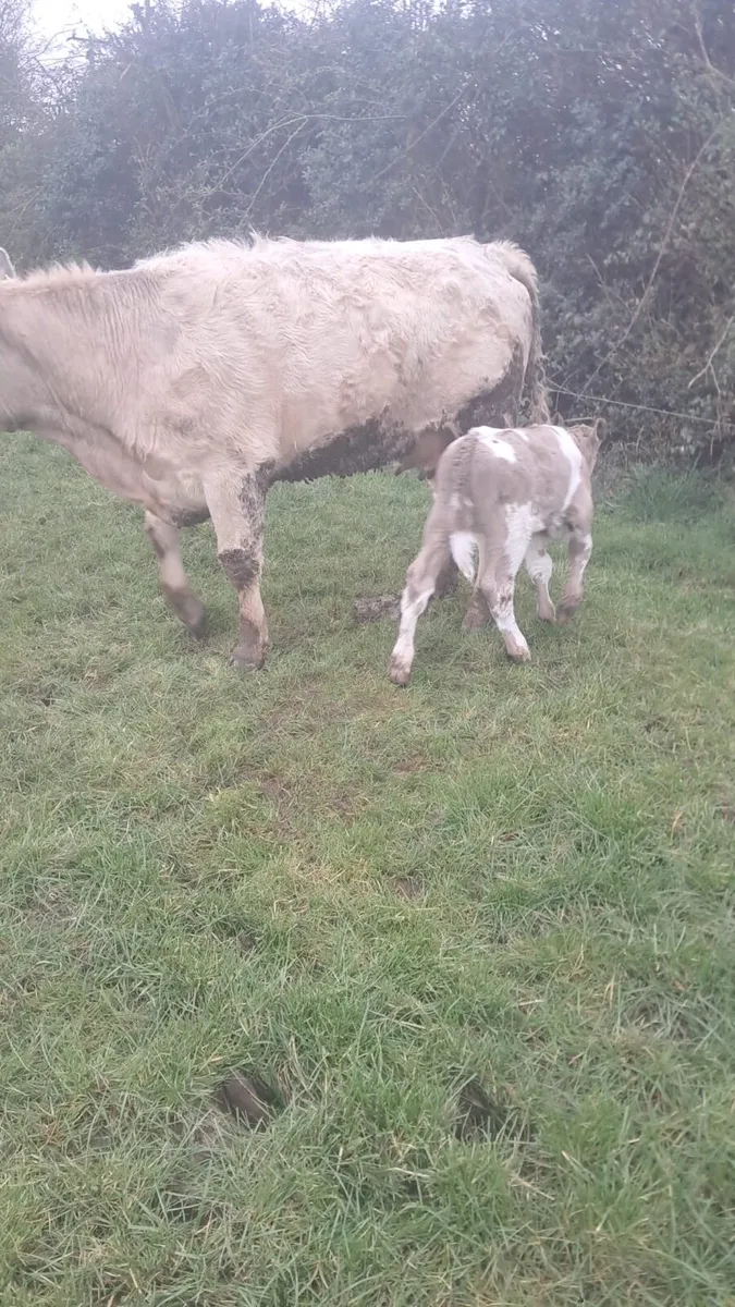 Charolais heifer and bull calf - Image 1