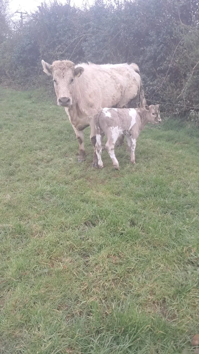 Charolais heifer and bull calf - Image 2