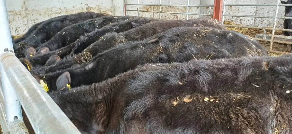 Angus heifers - Image 1