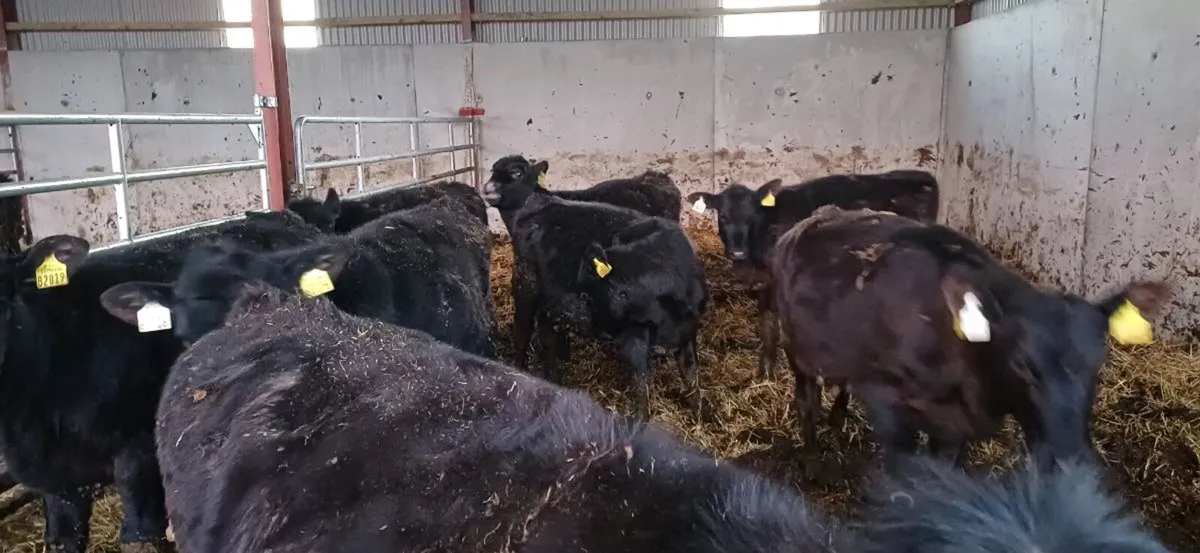 Angus heifers - Image 2