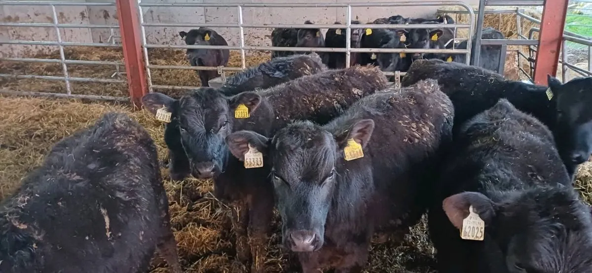Angus heifers - Image 3