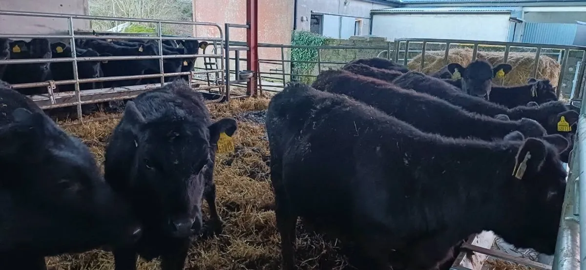 Angus heifers - Image 4