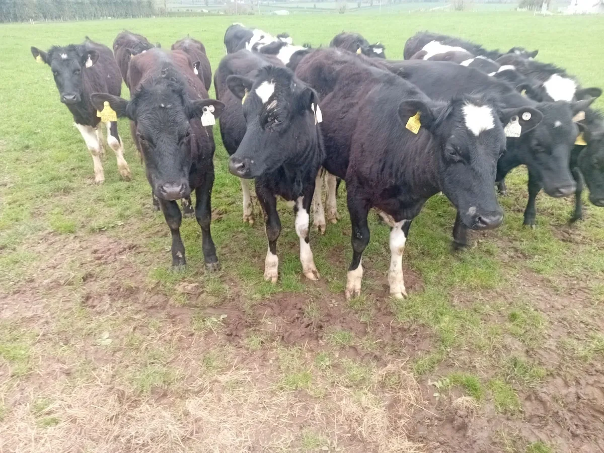 Maiden Heifers - Image 1