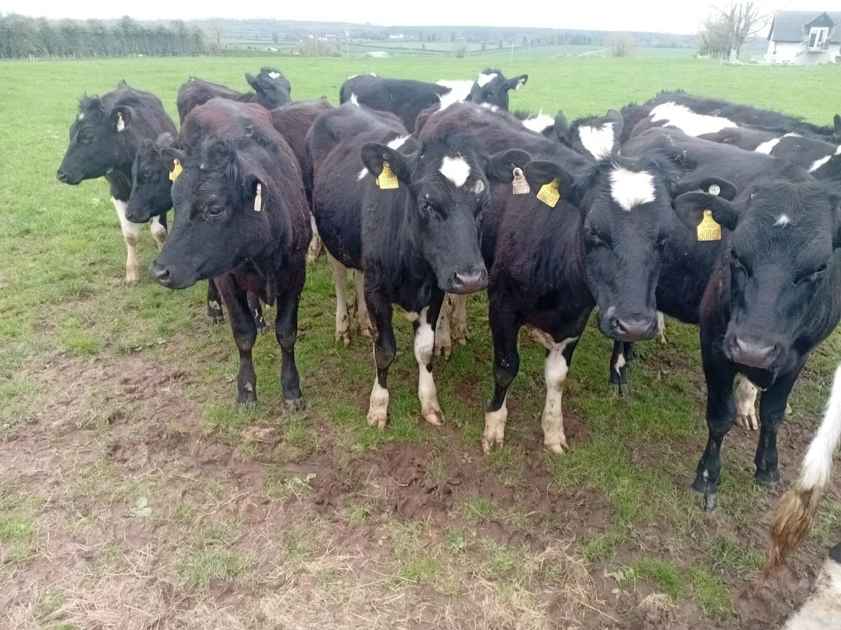 Maiden Heifers - Image 4