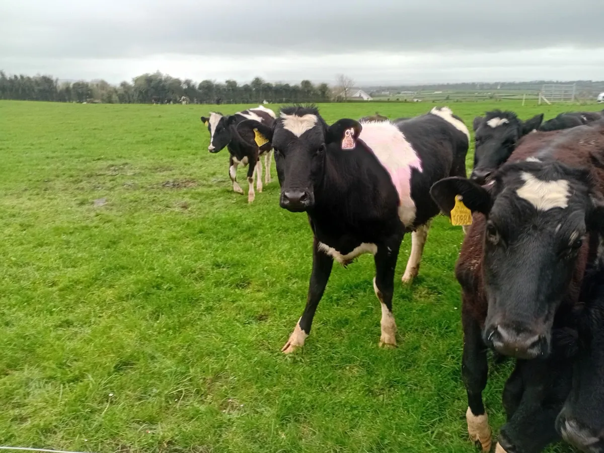 Maiden Heifers - Image 2