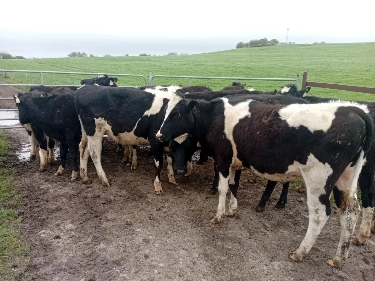 Maiden Heifers - Image 3