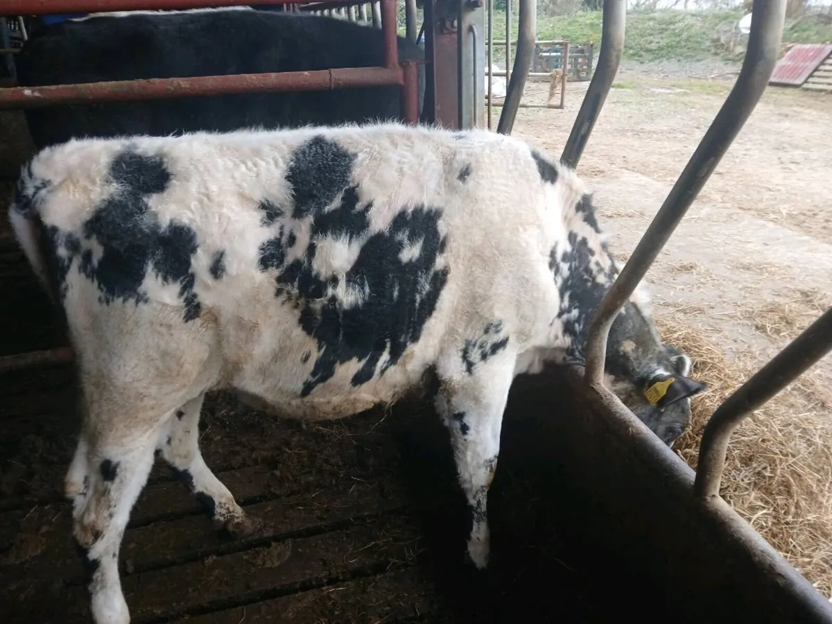 Yearling heifer - Image 1