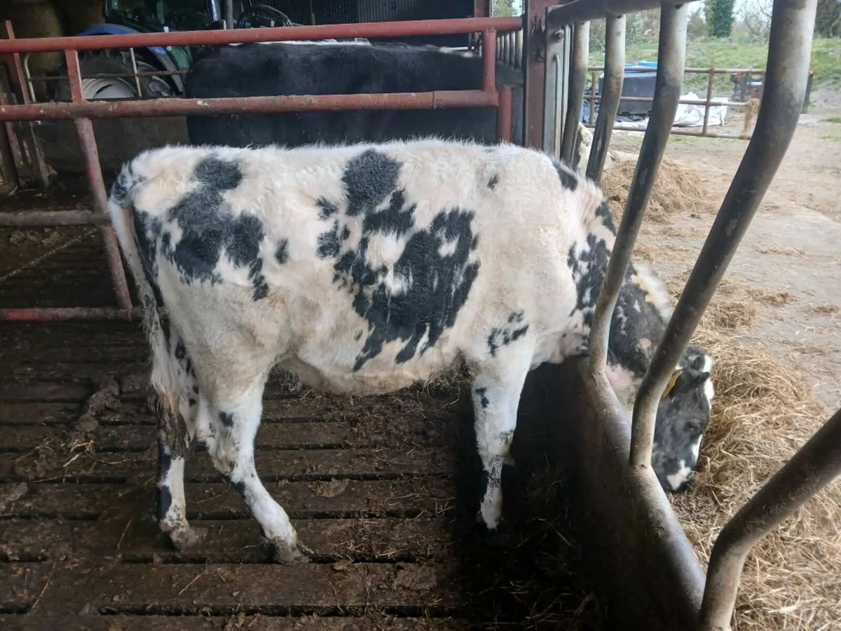 Yearling heifer - Image 2