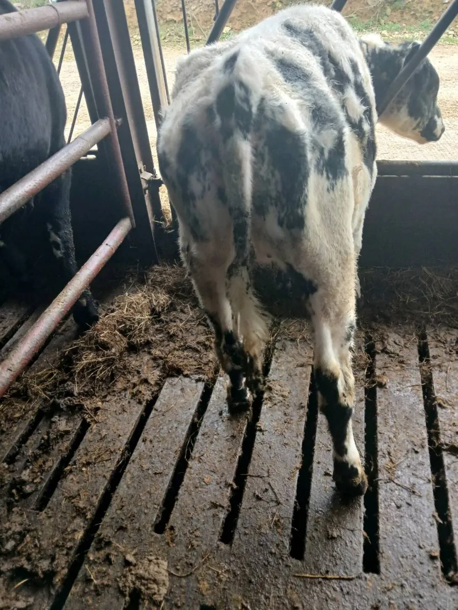 Yearling heifer - Image 3
