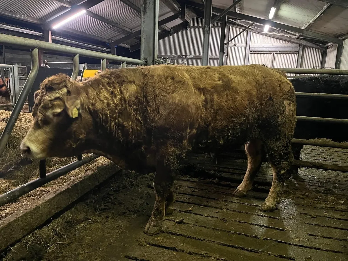 Pedigree Limousine Bull - Image 2