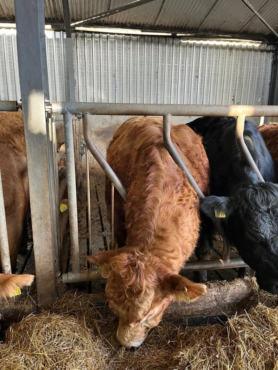 Pedigree Limousine Bull - Image 1