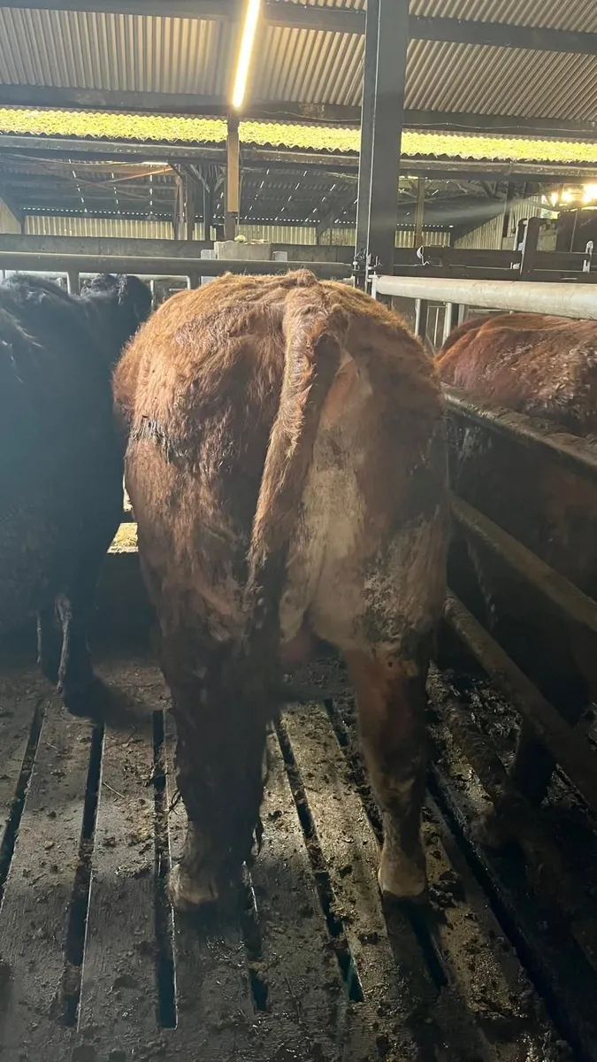 Pedigree Limousine Bull - Image 3