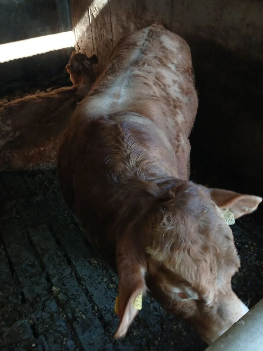 Pedigree Limousine Bull - Image 4