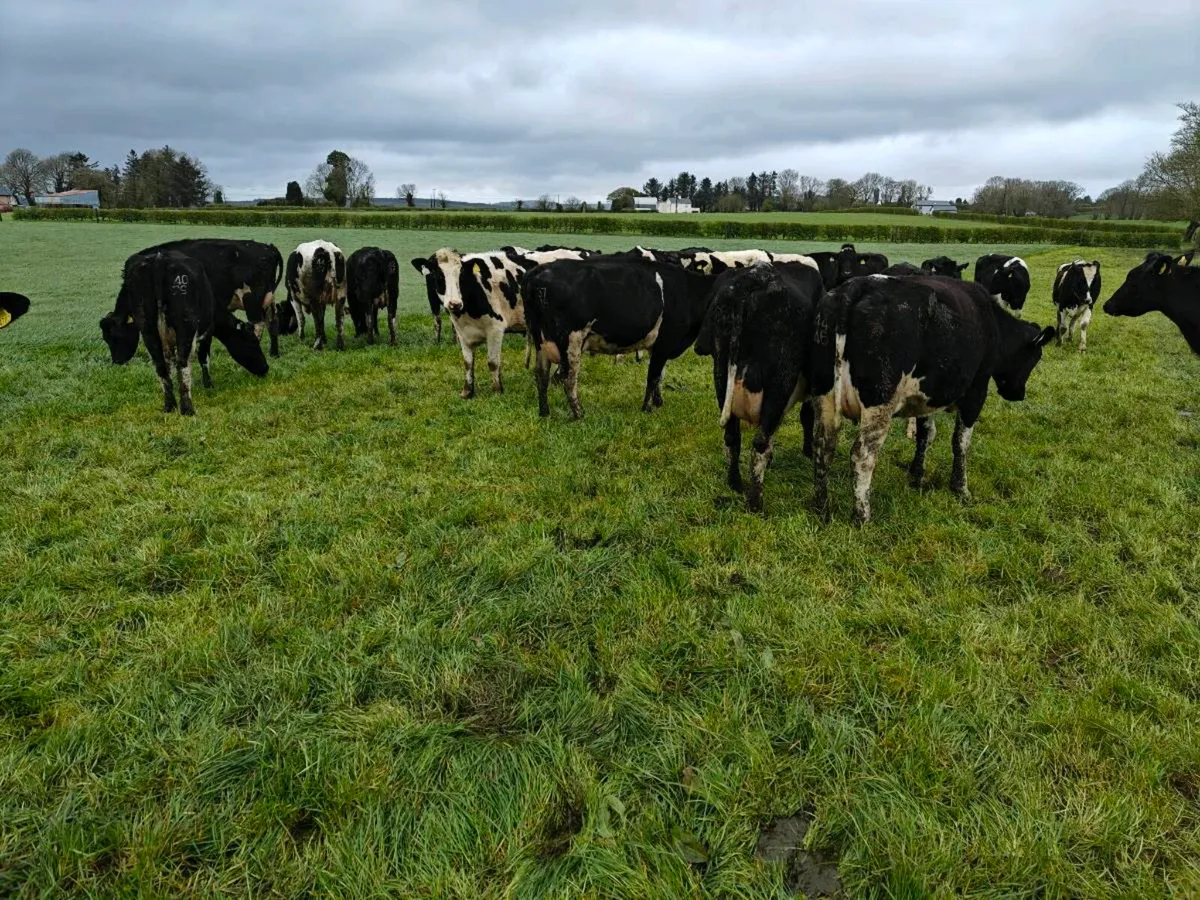 52 British friesan type milking cows - Image 1