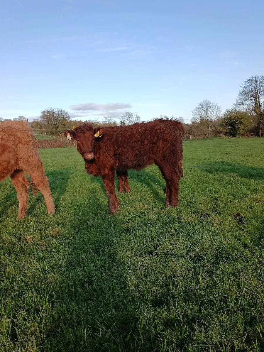 Pbr Salers - Image 1