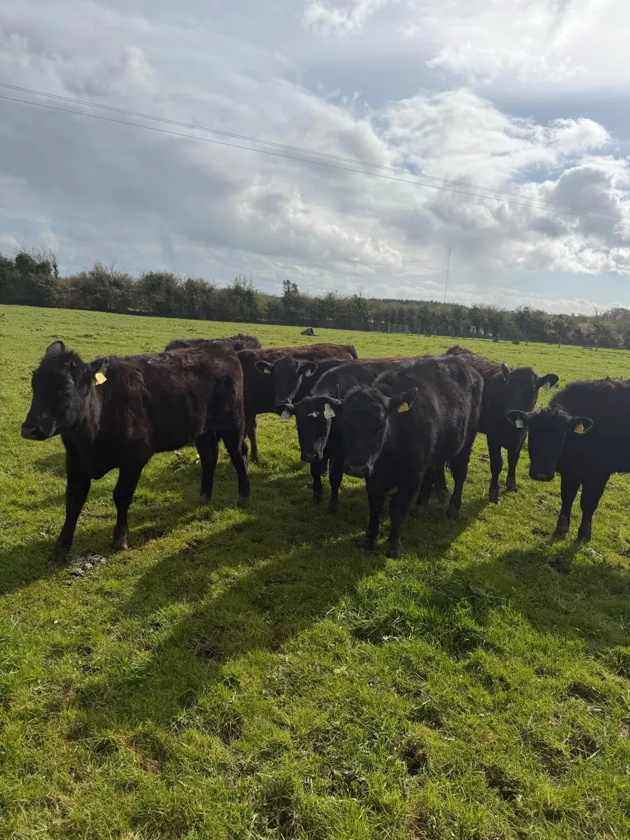 10 AAX heifers Mart - Image 1