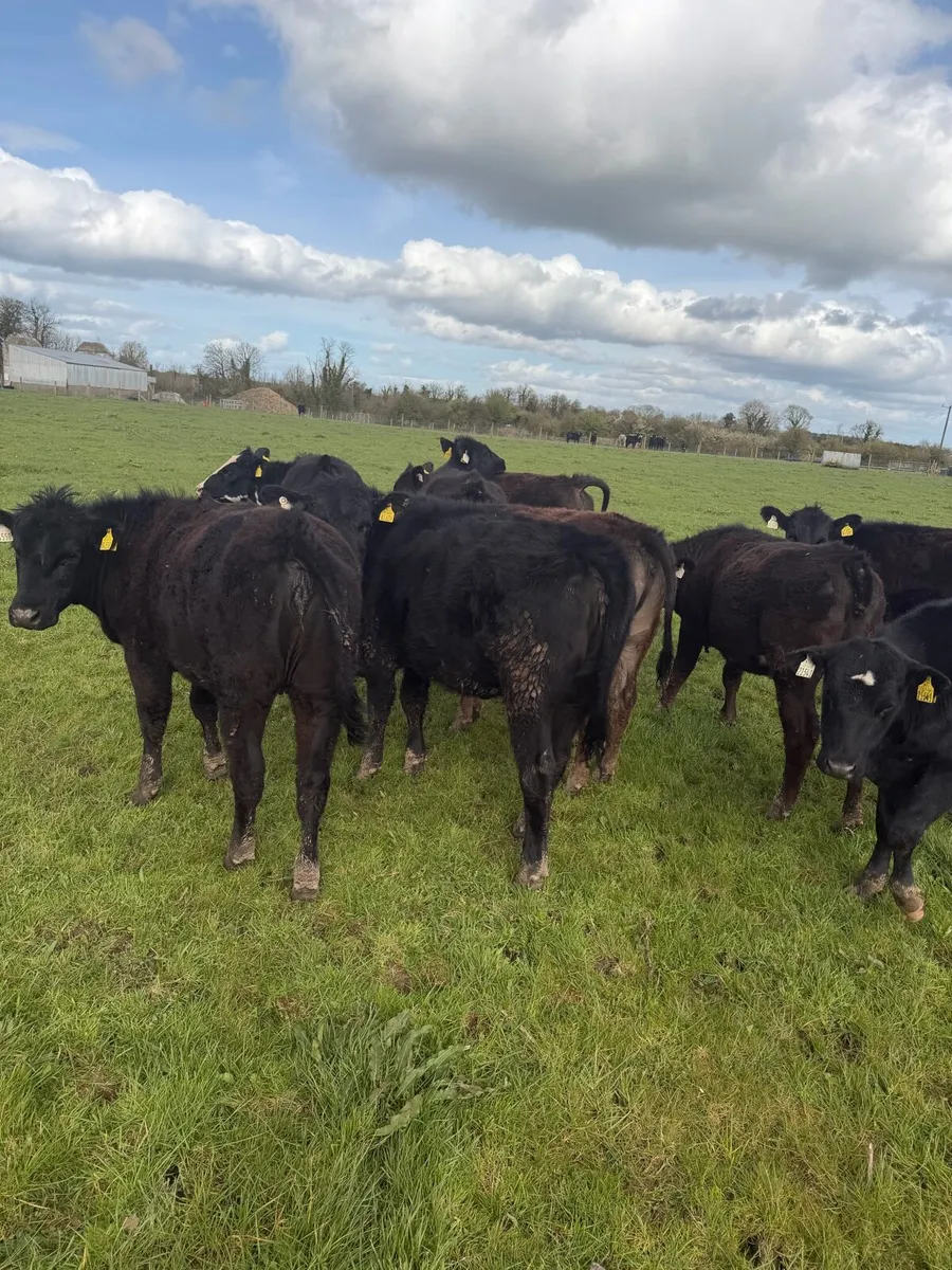 10 AAX heifers Mart - Image 4