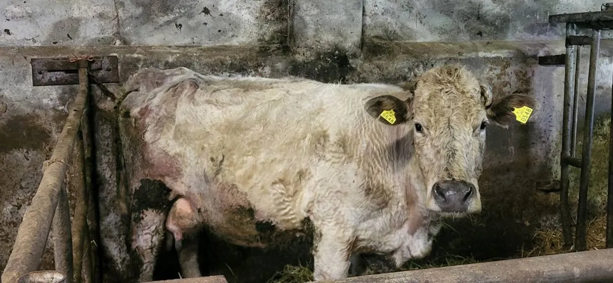 Foster Cow - Image 2