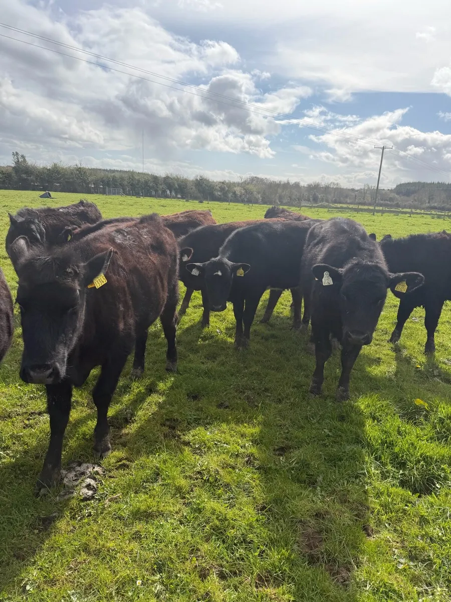 10 AAX heifers Mart - Image 2