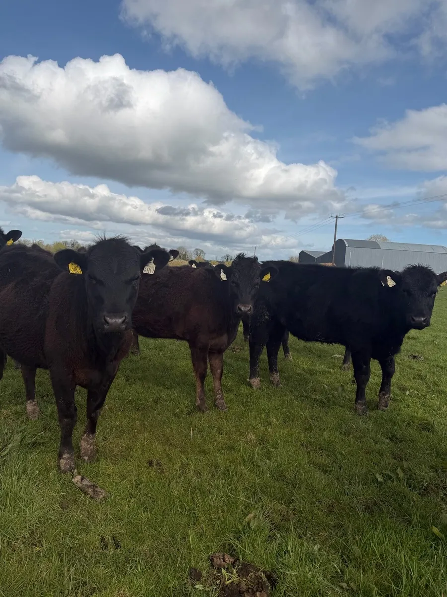 10 AAX heifers Mart - Image 3