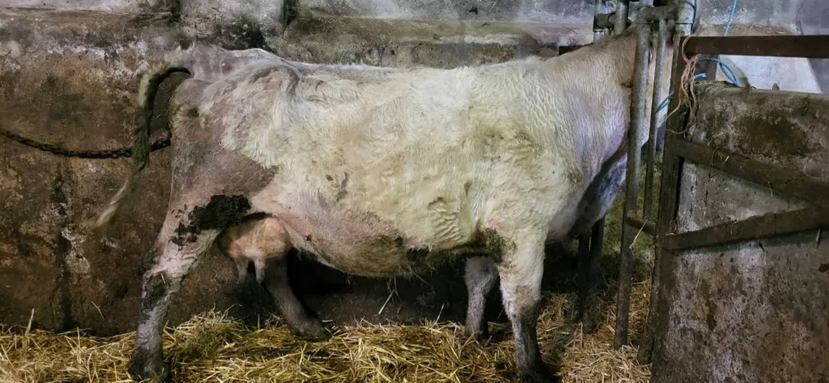 Foster Cow - Image 1