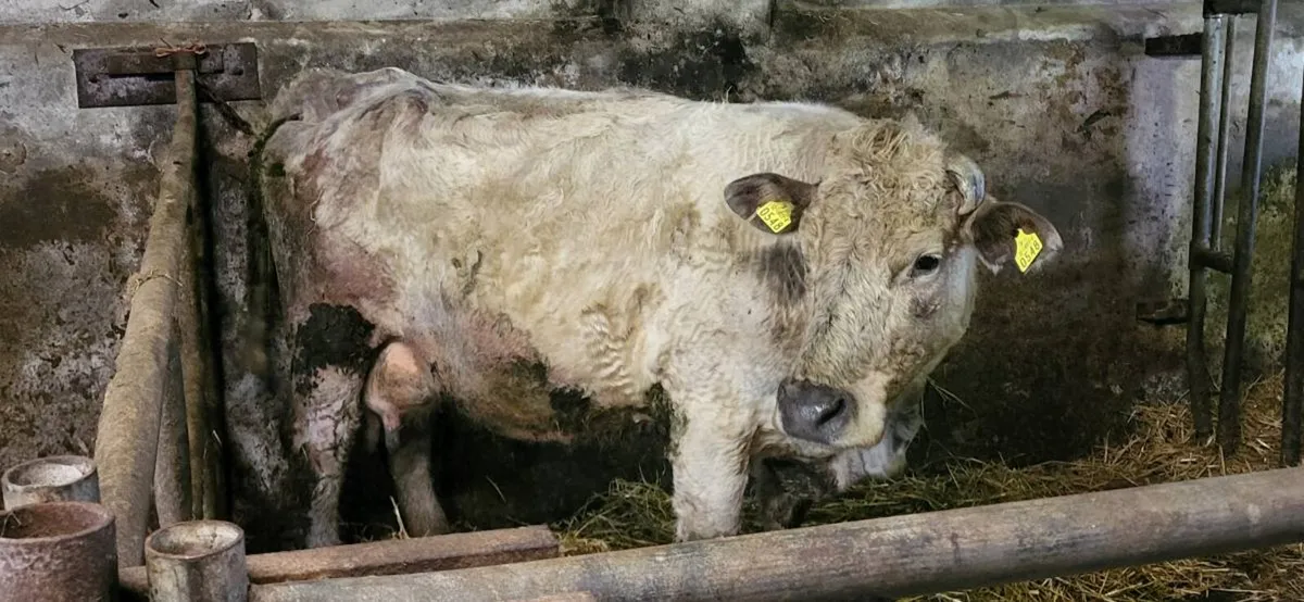 Foster Cow - Image 3