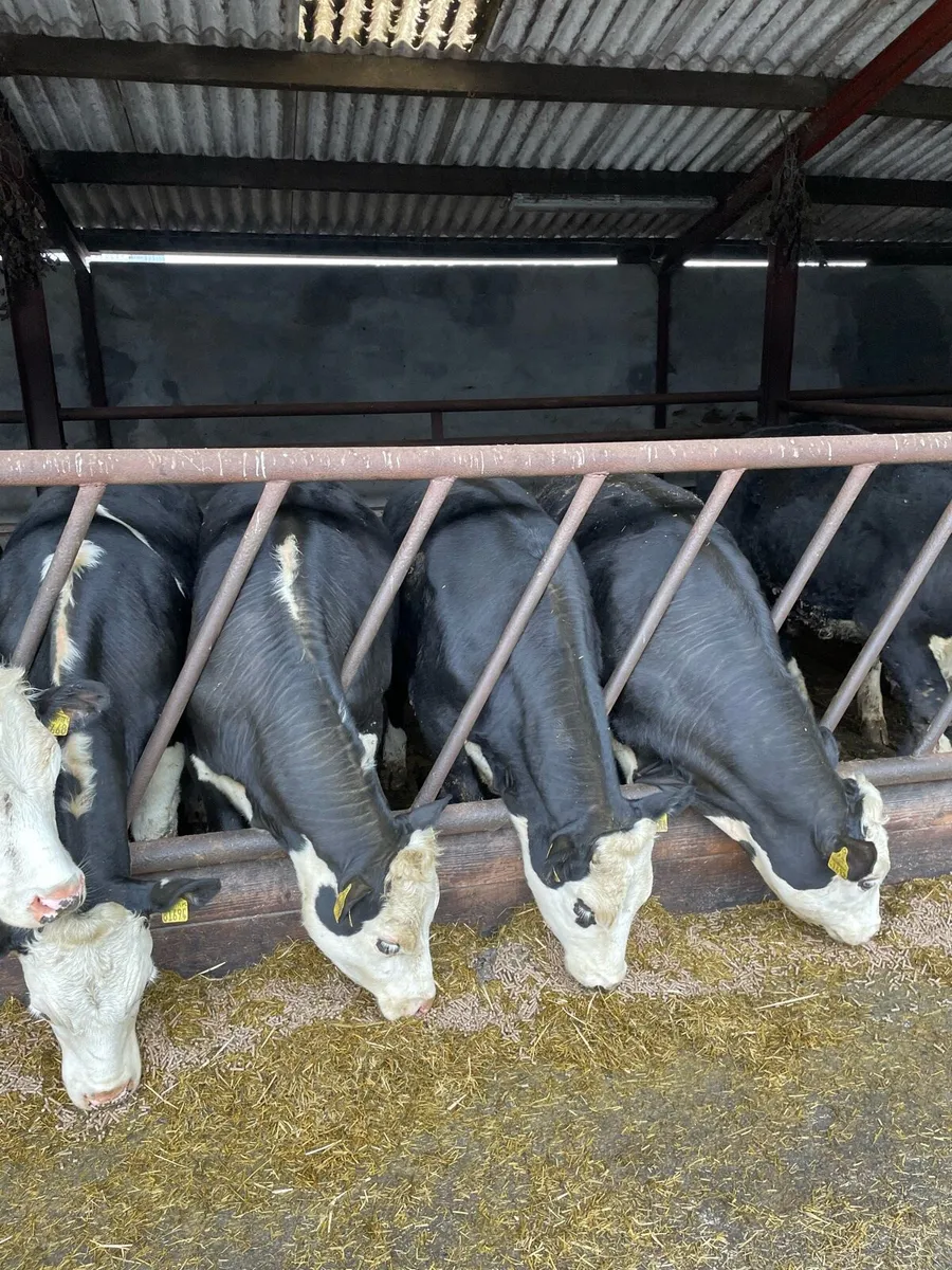 Hereford Cattle - Image 3