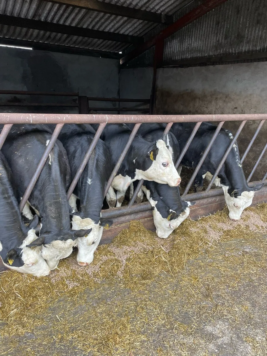 Hereford Cattle - Image 4