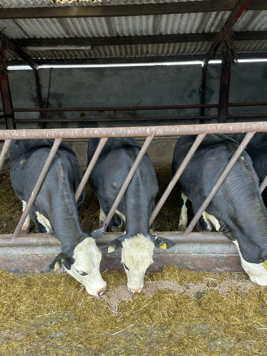 Hereford Cattle - Image 1