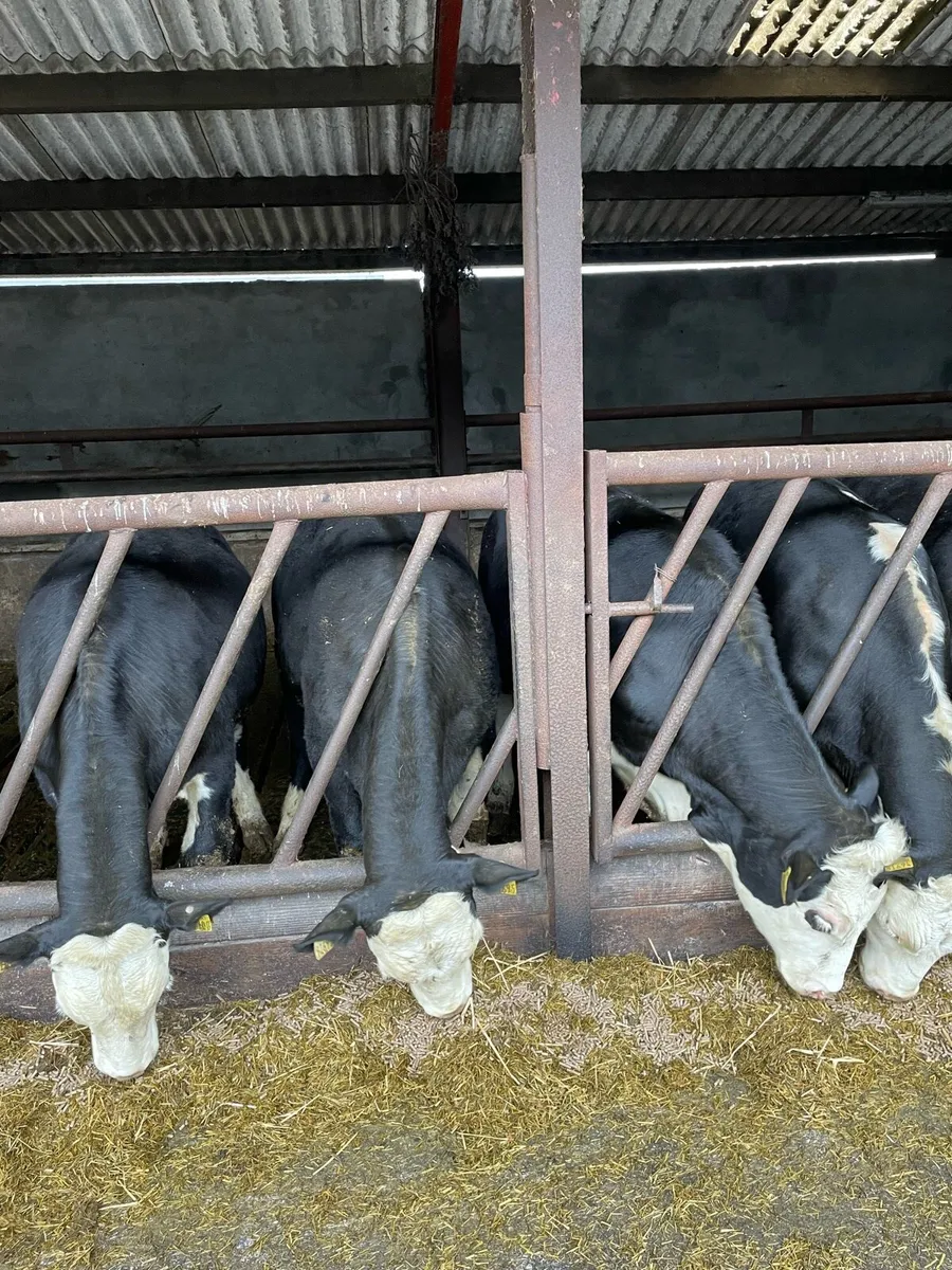 Hereford Cattle - Image 2