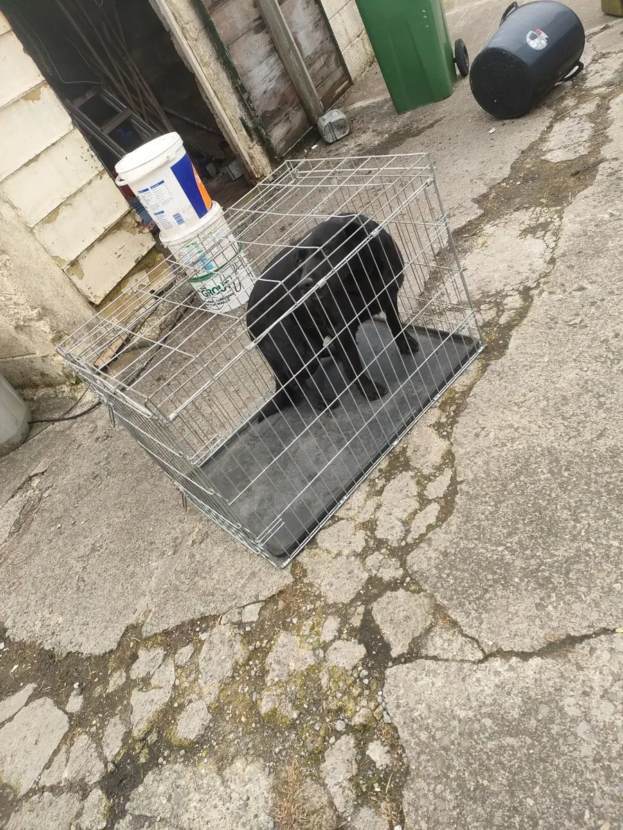 Dog crate - Image 2